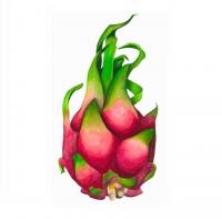 Dragonfruit Catering